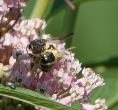 Nomia nortoni nortoni