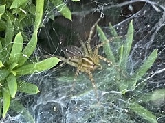 Agelenopsis