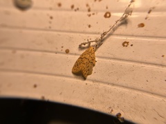 Huangilene kutzscheri