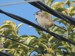 Rhynchospiza dabbenei