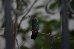 Cynanthus latirostris