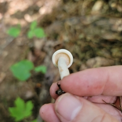 Plinthogalus