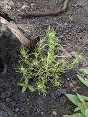 Gnaphalium exilifolium