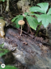 Simocybe serrulata