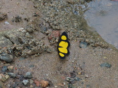 Cyllopoda jatropharia