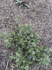 Gnaphalium exilifolium