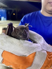 Artibeus jamaicensis