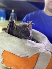 Artibeus jamaicensis