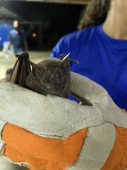 Artibeus jamaicensis