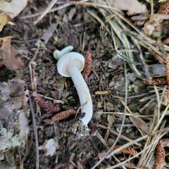 Plinthogalus