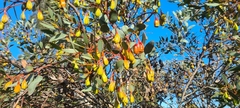 Eucalyptus forrestiana