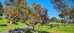 Eucalyptus forrestiana