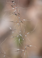 Muhlenbergia montana