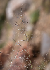 Muhlenbergia montana