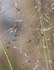 Muhlenbergia montana