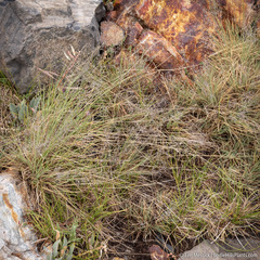 Muhlenbergia montana