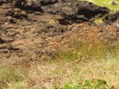 Festuca ammobia