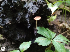 Cystoagaricus