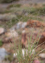 Muhlenbergia montana