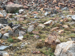 Muhlenbergia montana