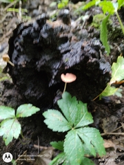 Cystoagaricus