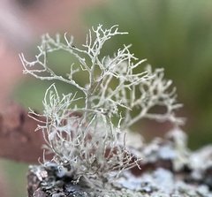 Ramalina stenospora