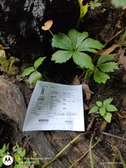 Cystoagaricus