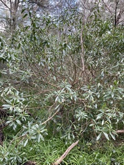 Myoporum petiolatum