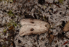 Neoteristis paraphanes