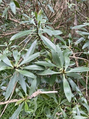Myoporum petiolatum