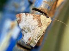 Pachyodes subtritus