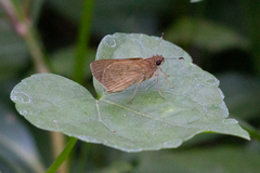 Cymaenes lepta