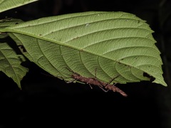 Dinophasma ruficorne