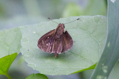 Cymaenes lepta