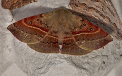 Anthela rufifascia