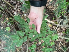 Erythroxylum brevipes
