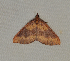 Chrysolarentia trygodes