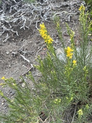 Ericameria bloomeri