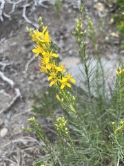 Ericameria bloomeri