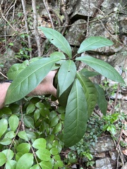 Capparidastrum frondosum