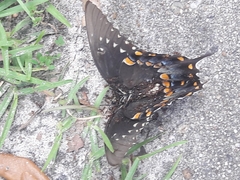 Papilio troilus
