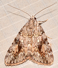 Catocala lineella