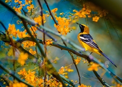Icterus cucullatus