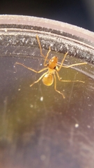 Myrmecocystus testaceus