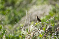 Lonchura punctulata topela