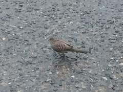 Geopelia striata