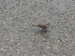 Geopelia striata