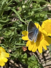 Echinargus