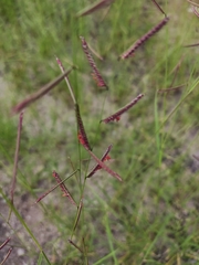 Bouteloua barbata rothrockii