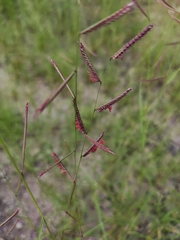 Bouteloua barbata rothrockii